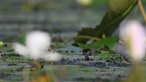 Hermosos-Polluelos-De-Jacana-Alimentándose-En-Un-Estanque-De-Nenúfares-Por-La-Mañana