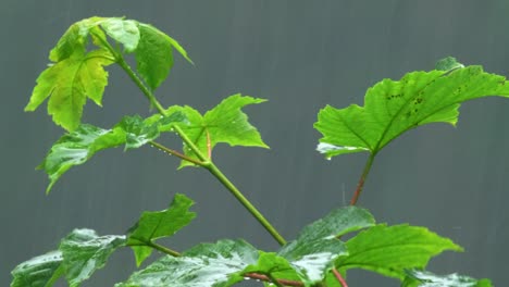 Close-Up-Of-Rain-Hitting-Green-Growing-Maple-Leaves