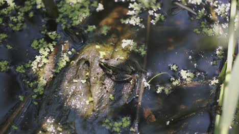 a little frog is resting on a bark