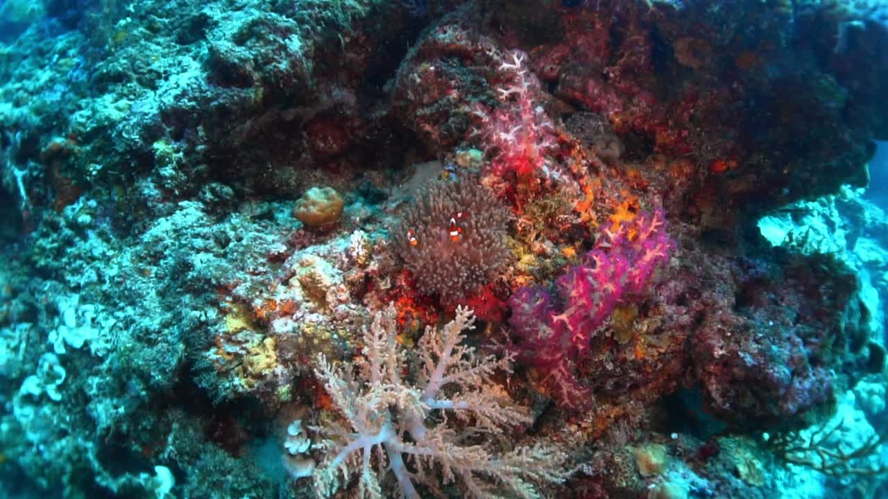 Vista grandangolare di un anemone protetto con una famiglia di pesci pagliaccio.