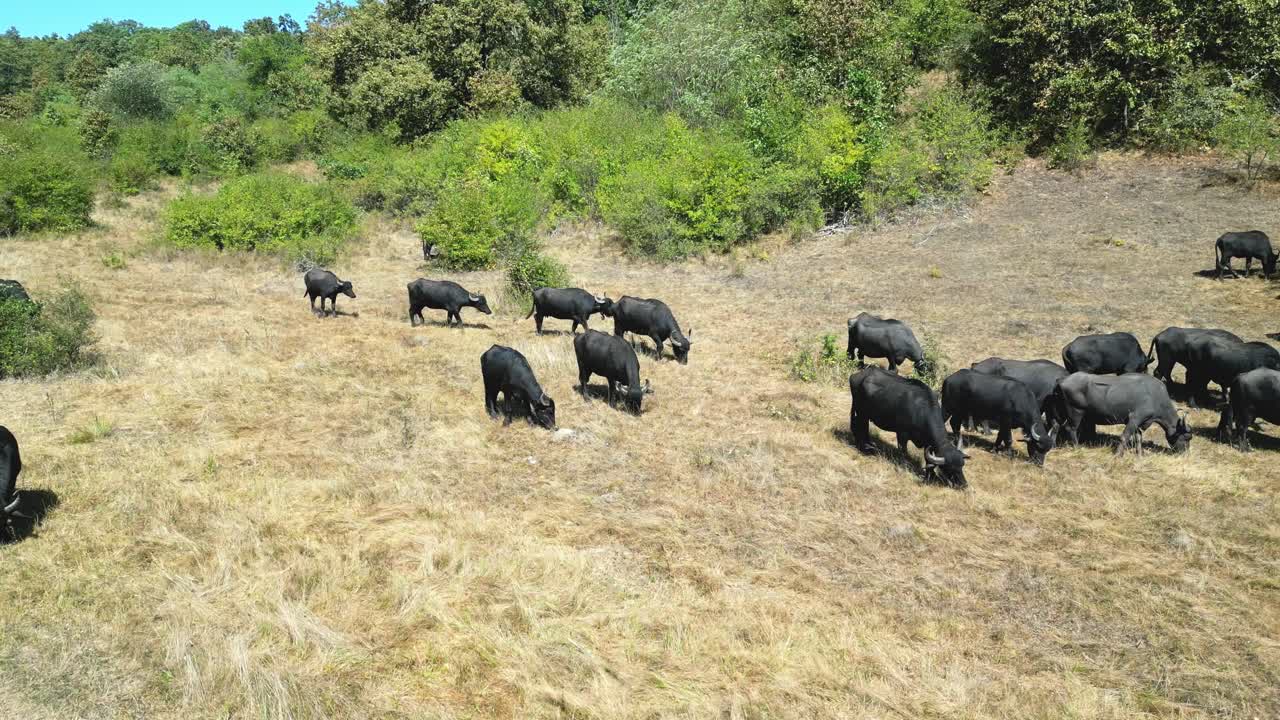 Herd of Water Buffalo Grazing in a Field