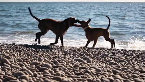dogs playing on a pebble beach by the ocean