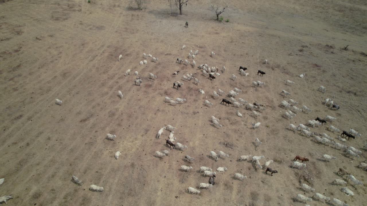 Farming Challenges: Cattle Struggling on Dry, Overgrazed Pasture