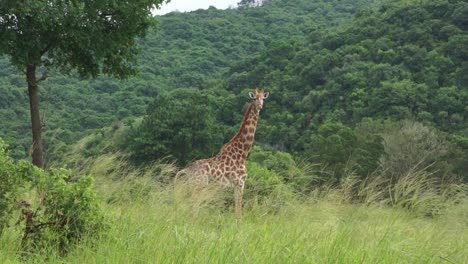 Eine-Giraffe,-Die-Direkt-In-Die-Kamera-Schaut