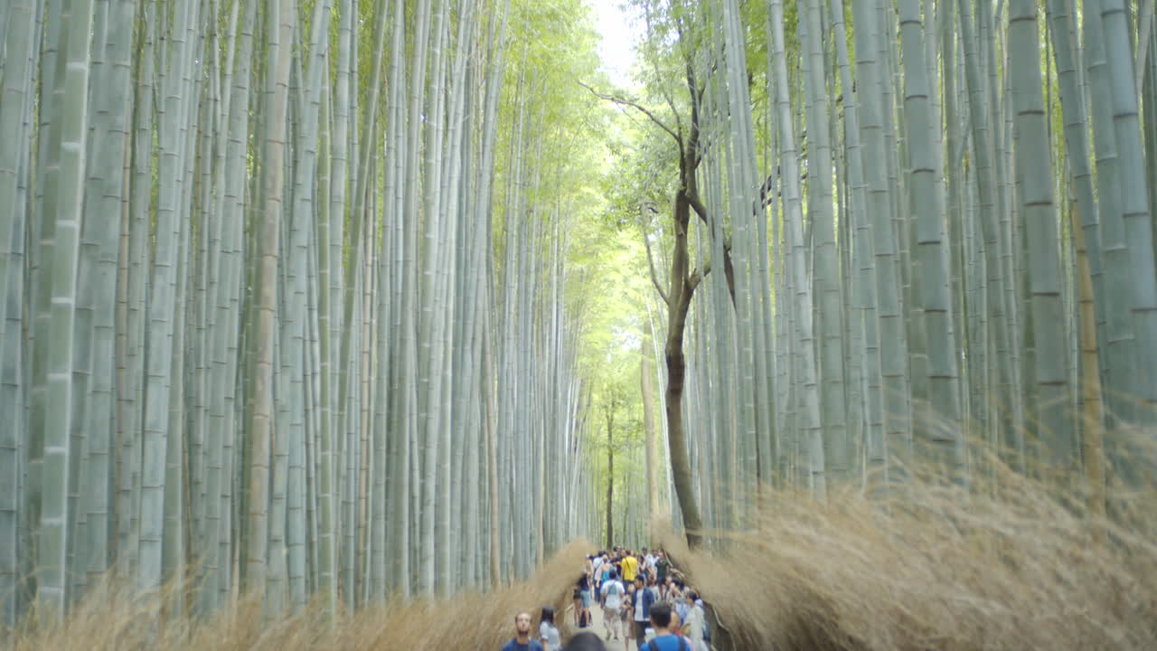 Blick auf den Pfad im Bambuswald in Kyoto, Japan, bei sanftem Mittagslicht, mit kaum sichtbarem Gesicht.