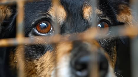 un perro mirando desde una jaula a la cámara