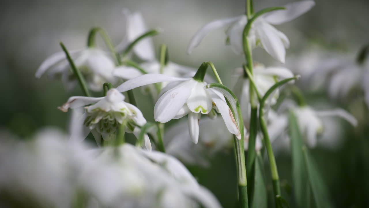un lecho de flores blancas puras de gotas de nieve en un jardín en worcestershire, inglaterra en un día ventoso