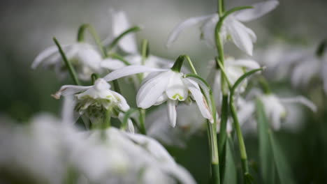 a bed of pure white snowdrop flowers in a garden in worcestershire, england on a windy day