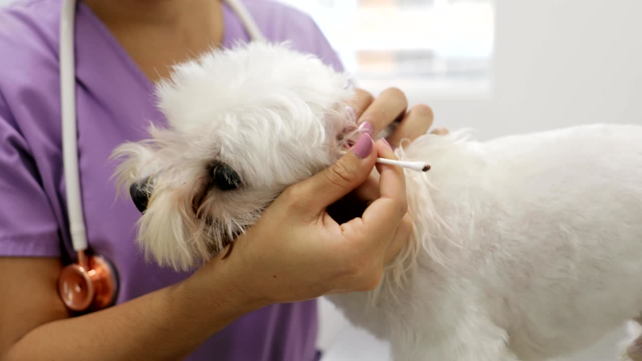 개 귀를 청소하는 의사는 수의사 직업에 대한 클리닉에 있습니다.