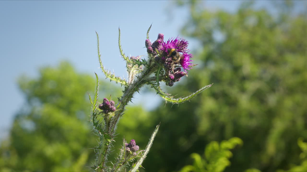 Bumblebee lookiung for nectar on marsh thistle flower on sunny day