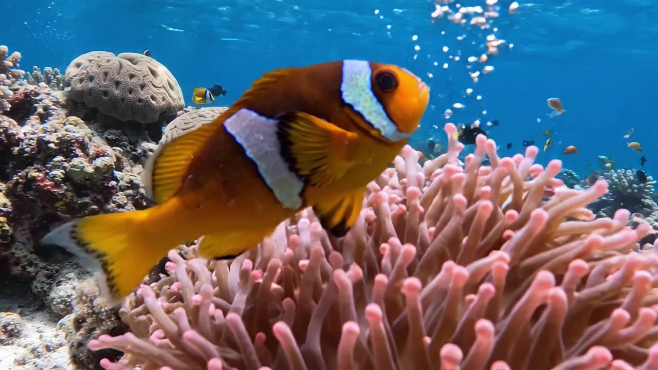 Una vivace scena sottomarina con un pesce pagliaccio che nuota tra colorate barriere coralline e una variegata vita marina in acque cristalline