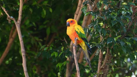 Sun-Conure,-Sun-Parakeet,-Aratinga-solstitiali,-4K-Footage-of-a-Parrot-found-in-South-America