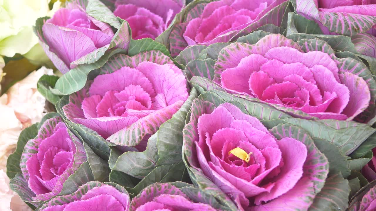 Close-up of Pink Ornamental Cabbage