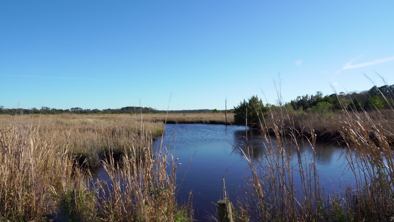 un río de marea en el área de manejo de vida silvestre de donnelly, estanque verde, carolina del sur