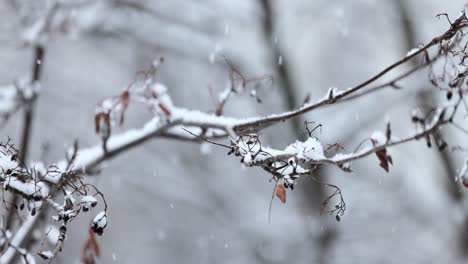 Ramas-De-Los-árboles-En-El-Fondo-De-Las-Nevadas.-Copos-De-Nieve-Cayendo-Por-El-Paisaje-Invernal.