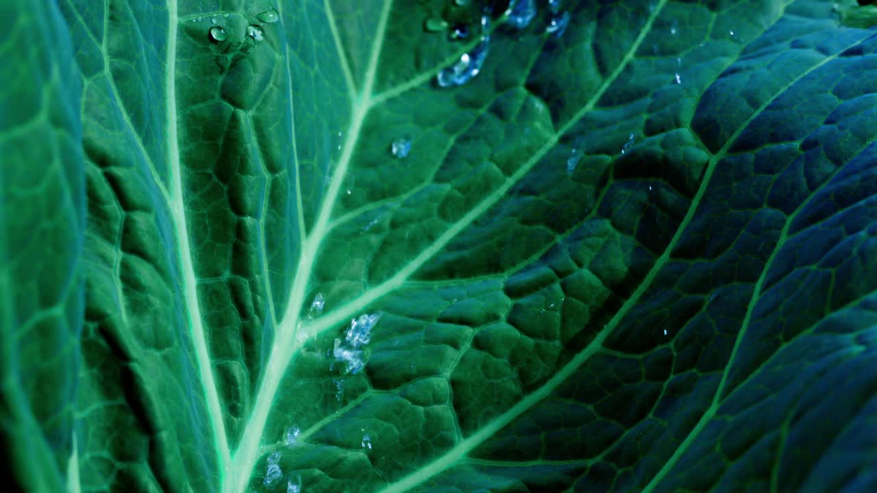 Close-up of a Cabbage Leaf with Water Droplets