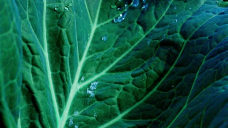close-up of a cabbage leaf with water droplets