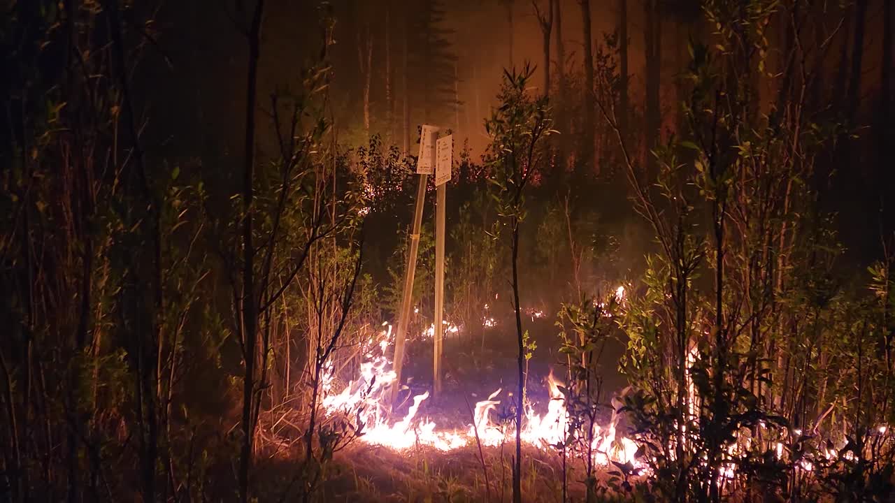 파괴적인 산불이 나무와 식물로 불타서 어두운 밤하늘을 비추고 있습니다. 알버타, 캐나다
