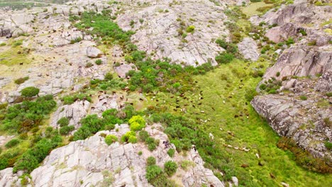 Rebaño-De-Cabras-En-La-Montaña