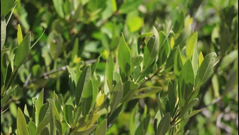 close-up of green leaves