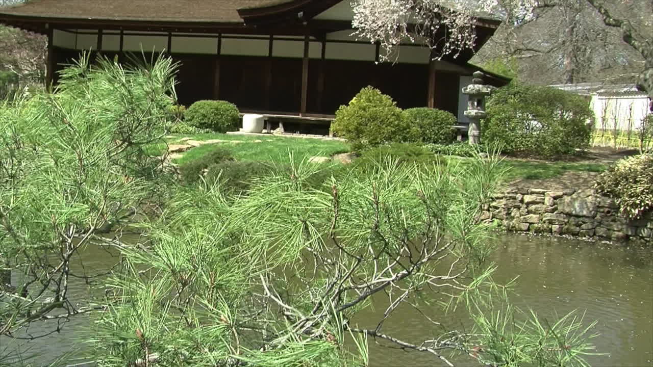 toma de foque de cerezo llorón se mueve para ver ramas de pino y estanque en un jardín japonés