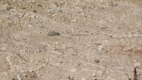 pebbles on the shore in the clear shallow lake water. close up