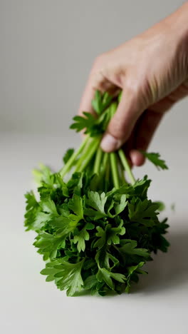 fresh parsley bunch