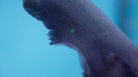 conoce el pez cuchillo fantasma negro con aletas onduladas en el acuario