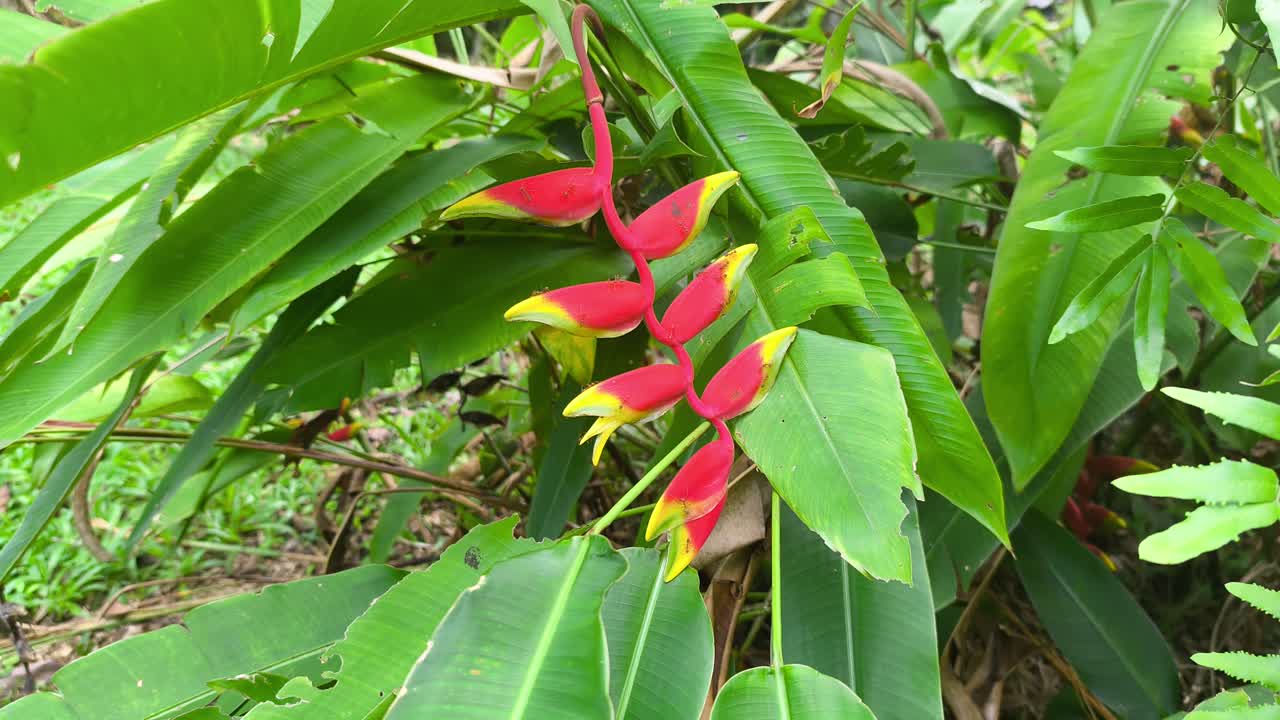 Fiori di heliconia vivaci sbocciano su una pianta coltivata. Questa specie tropicale presenta brattee cerose uniche. Prospera magnificamente in un ambiente lussureggiante e verdeggiante.
