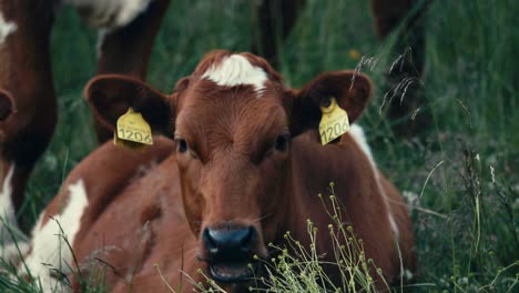 norwegian red cattle with ear tags ruminating while lying down at the field