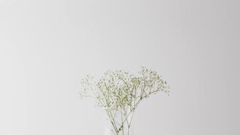 video of white flowers in glass vase with copy space on white background