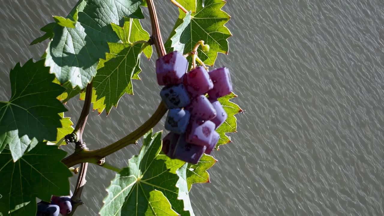 Cluster of Cubed Grapes on Vine
