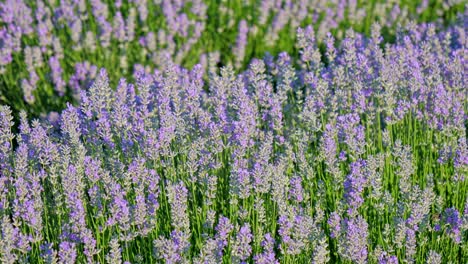 perspectiva personal de la vista de caminar en un campo con plantas de lavanda al amanecer.