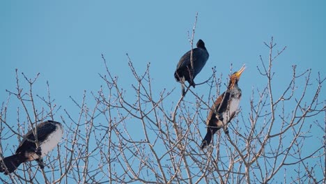 Three-large-birds-sitting-on-top-of-a-tree-on-beautiful-blue-sky-day