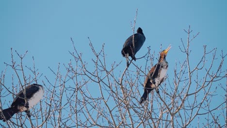 three large birds sitting on top of a tree on beautiful blue sky day