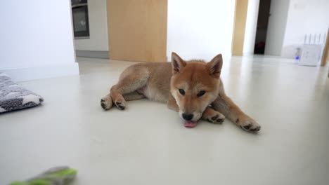 shiba inu cub resting on the house floor