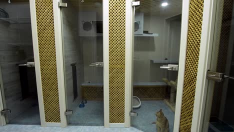 gato en el hotel de mascotas