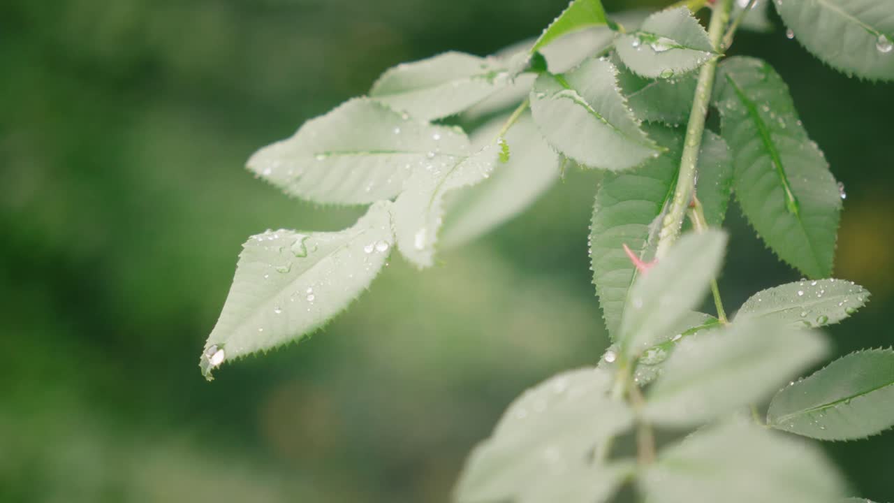 Rose leaves with raindrops in bright sunlight forest setting with blurred background, cinematic natural camera movements