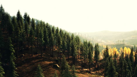 sunlight filters through evergreens on a hillside in a tranquil forest setting