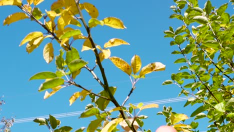 Camera-follows-a-twig-of-an-apple-tree-down