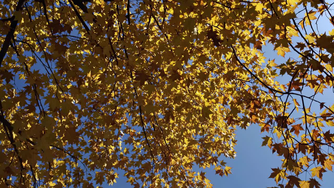 Upward angle captures vibrant yellow autumn leaves against a clear blue sky, creating a serene