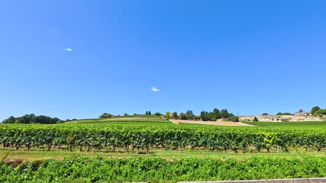 lush vineyard under a clear blue sky