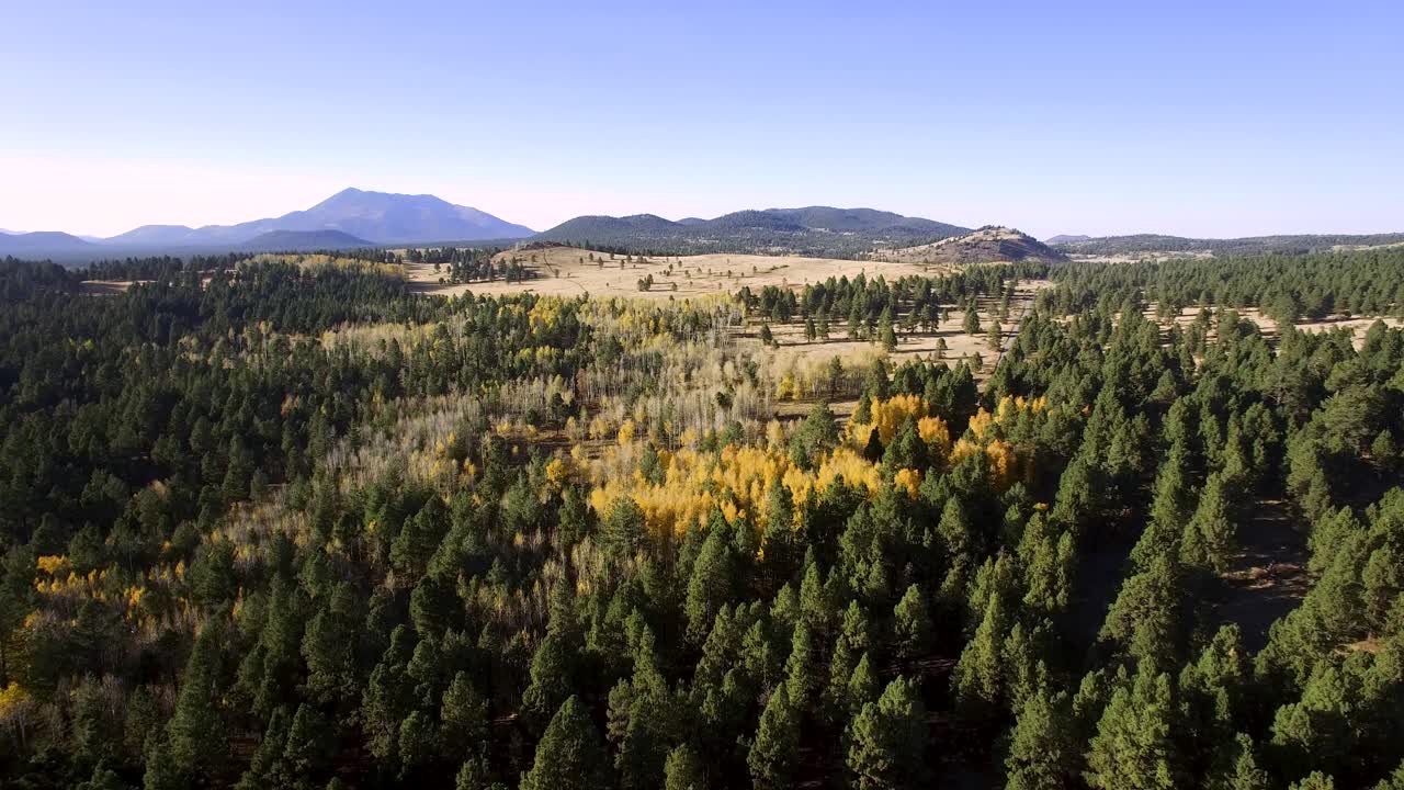 Drone aereo con leggero tilt-down da un paesaggio montano e un pascolo aperto al fogliame autunnale dei pioppi, Flagstaff, Arizona