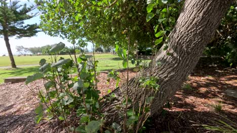 Trees swaying gently in summer breeze