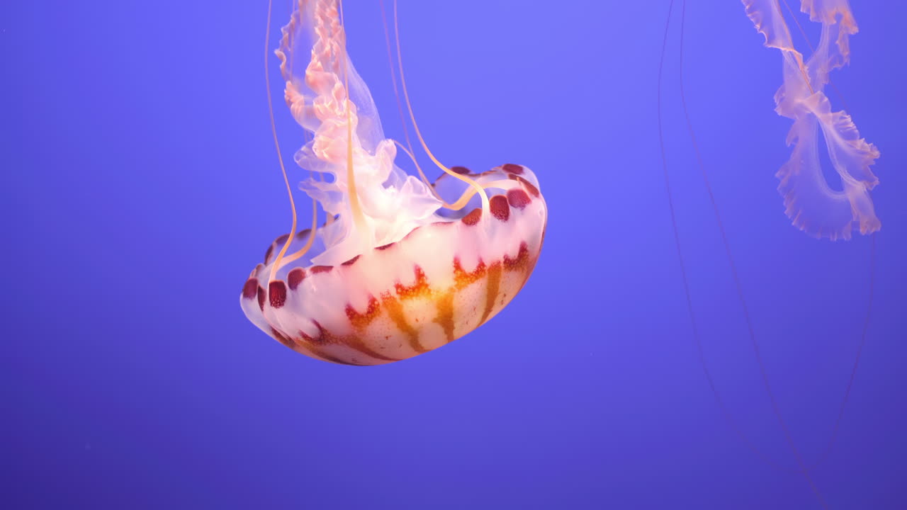 Sea Nettle Jellyfish Swimming on Blue Background, Close Up