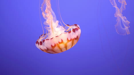 sea nettle jellyfish swimming on blue background, close up