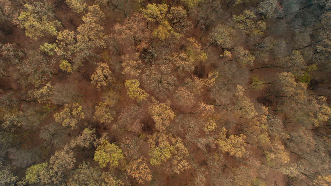 vuelo aéreo sobre un bosque en los colores del otoño