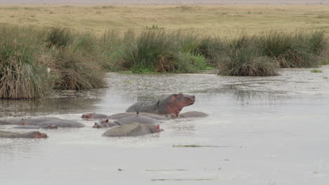 a large hippo yawning as it lounges in a pool within the ngorongoro crater in tanzania