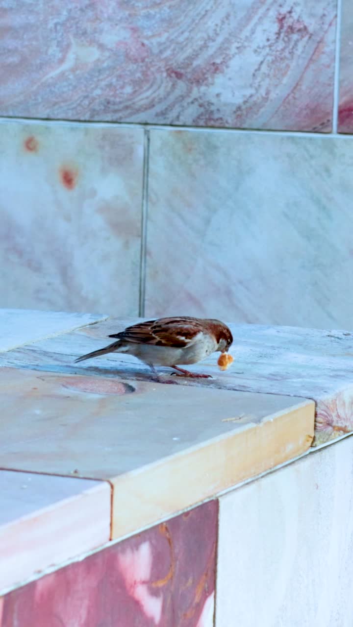 A sparrow perches and moves on a marble ledge, captured in natural daylight with a static camera
