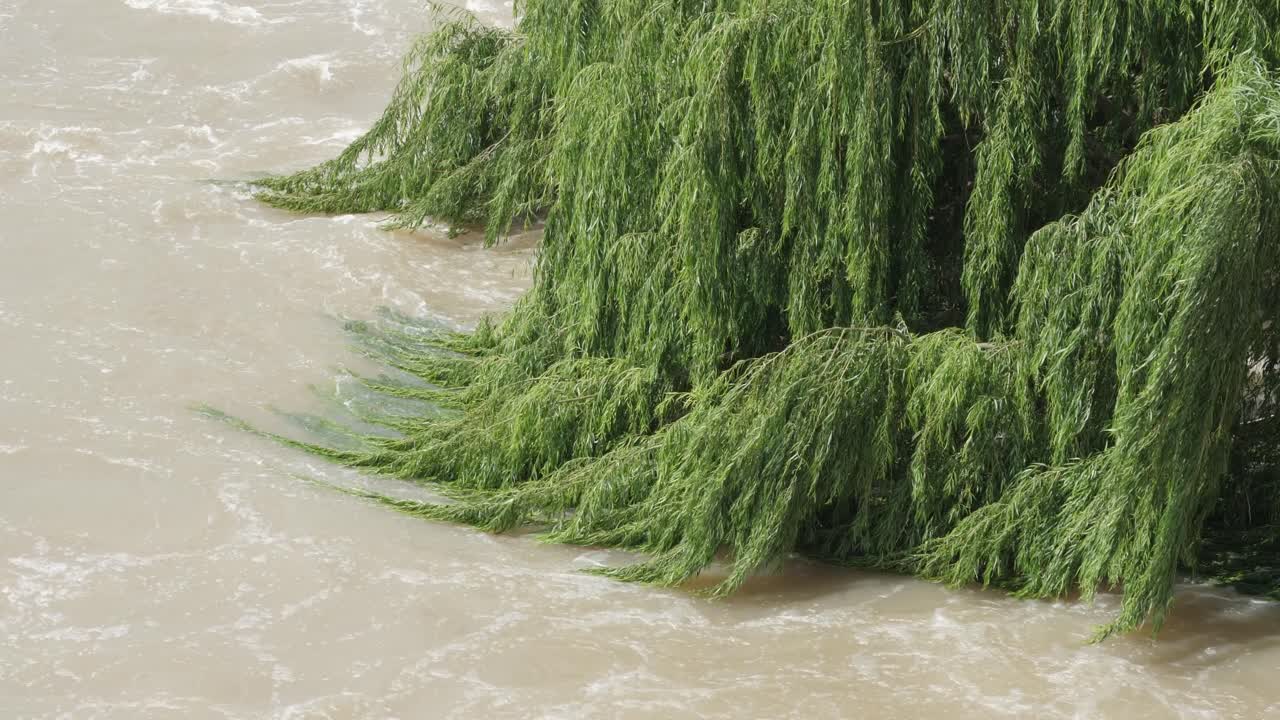 Willow tree branches sway in fast current of flooding muddy river